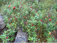 ���������� ��������