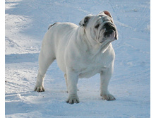 ��� ������ �� �������� 190.JPG