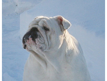 ��� ������ �� �������� 234.JPG