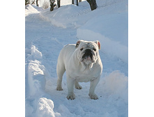 ��� ������ �� �������� 241.JPG