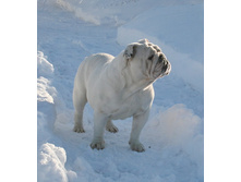 ��� ������ �� �������� 237.JPG