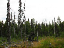 ������� ����