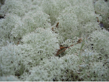 ������� ����