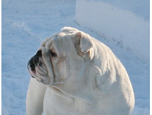 ��� ������ �� �������� 244.JPG