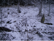 ��� �� ������