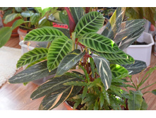 ����������