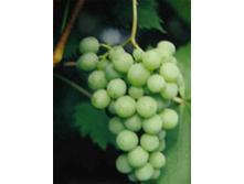 ���������� ����������.jpg