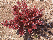Berberis thunbergii Bagatelle	�������� ��������	P9	 1,60 ����