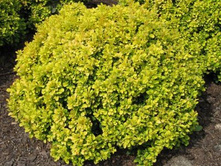 Berberis thunbergii Tiny Gold	�������� ��������	P10,5 �����	 3,40 