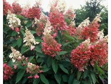 ��������� ����������� ����� �����