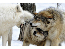 ������ ��������