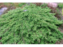 ������������ ������������ ���� ������