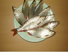 ������ 22 ��� 09