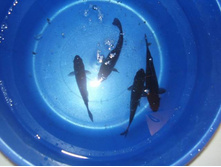 ������ 2 ��� 09