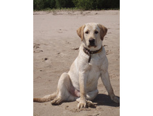 ������� 6 �������