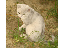 ����, ���.jpg