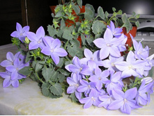 �����- ������ �������� 