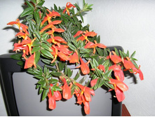 ��������- ������ ��������