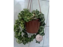 ���� ��������