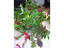 ����������- ������ ��������