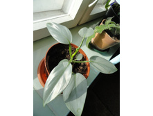 ����������� Silver Queen