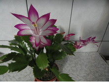 �����������- ������ ��������.....