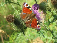 ������� ��������