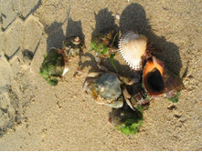 ���� ����