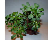 �������� �����