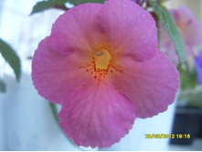 �������� Ice Tea