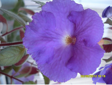 �������� Blue Silver