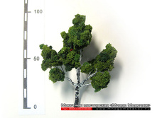 ������ ��� ������.jpg