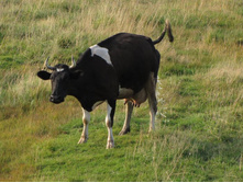 ����������� ������� )))