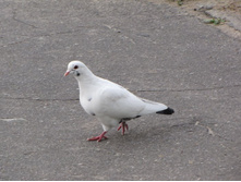 ����� ����� ����� �������