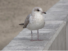 �����-��������