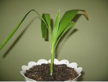 ������ �����������