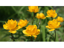 ���������� �����������