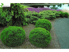 ��� �����. ������