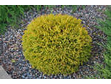 ��� �������� �����