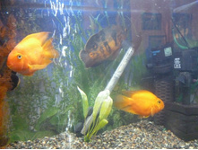 ���������� (4)_resize.JPG