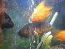 ���������� (3)_resize.JPG