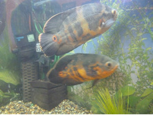 ���������� (5)_resize.JPG