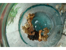 ������� �������� (���� �������� � �����)