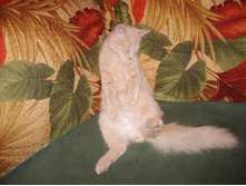 ����� ����