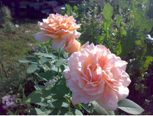 ����. ����.