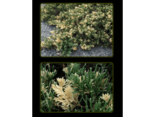  ������������ ��������� (���� \\\'�������� ���������  Juniperus davurica \'Expansa Variagata\'	������������	P10.5	 ���� 2,00 