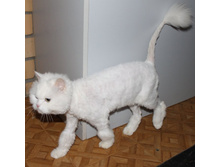 ���� 010.jpg