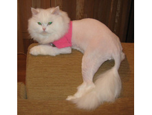 2009-02-23 ��������� �����.jpg