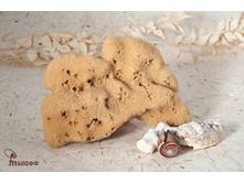 ����� �������