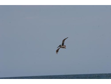 ����������-��������